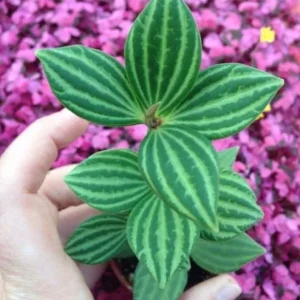 Parallel Peperomia (Peperomia Puteolata) Live Plant - Indoor Houseplant - Image 2