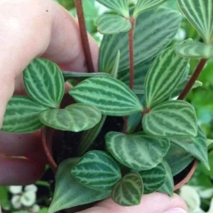 Parallel Peperomia (Peperomia Puteolata) Live Plant - Indoor Houseplant - Image 3