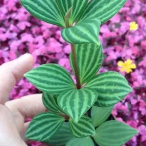 Parallel Peperomia (Peperomia Puteolata) Live Plant - Indoor Houseplant - Image 4