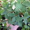 Parallel Peperomia (Peperomia Puteolata) Live Plant - Indoor Houseplant - Image 1