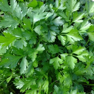 Parsley Live Plant - 3.5 Inch Pot, 5-7 Inch Height, Fresh Fragrant Herb - Image 2