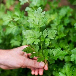 Parsley Live Plant - 3.5 Inch Pot, 5-7 Inch Height, Fresh Fragrant Herb - Image 3