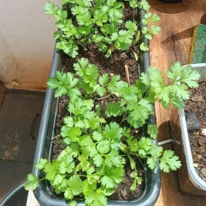 Parsley Live Plant - 3.5 Inch Pot, 5-7 Inch Height, Fresh Fragrant Herb - Image 4