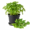 Parsley Live Plant - 3.5 Inch Pot, 5-7 Inch Height, Fresh Fragrant Herb - Image 1