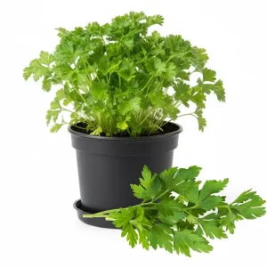 Parsley Live Plant - 3.5 Inch Pot, 5-7 Inch Height, Fresh Fragrant Herb - Image 1