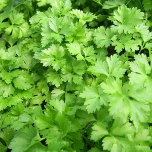 Parsley Live Plant - 3.5 Inch Pot, 5-7 Inch Height, Fresh Fragrant Herb - Image 6