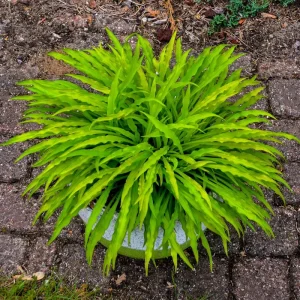 Party Streamers Hosta Live Plant – 5.25