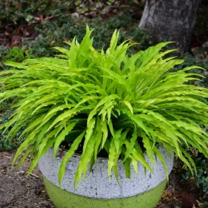 Party Streamers Hosta Live Plant – 5.25