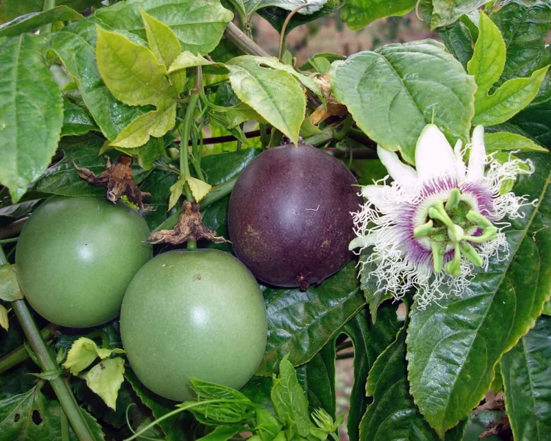Passiflora edulis 'Possum Purple' Passion Fruit Vine - Live Plant - Easy Care - Image 2