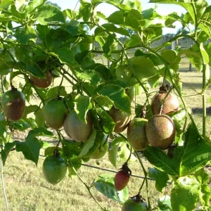 Passiflora edulis 'Possum Purple' Passion Fruit Vine - Live Plant - Easy Care - Image 3