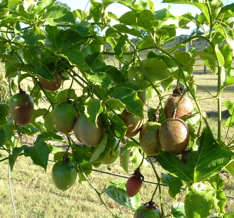 Passiflora edulis 'Possum Purple' Passion Fruit Vine - Live Plant - Easy Care - Image 3