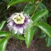 Passiflora edulis 'Possum Purple' Passion Fruit Vine - Live Plant - Easy Care - Image 1