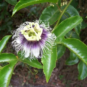 Passiflora edulis 'Possum Purple' Passion Fruit Vine - Live Plant - Easy Care - Image 1