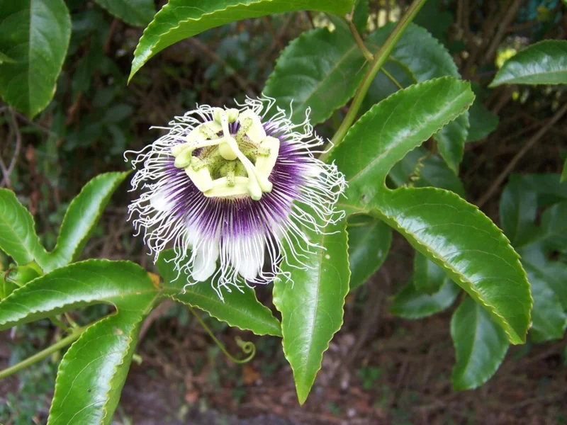 Passiflora edulis 'Possum Purple' Passion Fruit Vine - Live Plant - Easy Care - Image 1