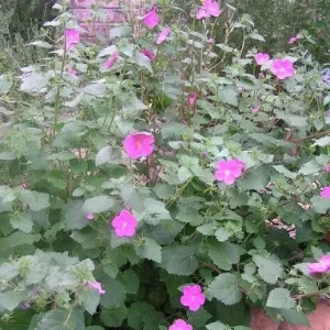 Pavonia Live Plant – Rock Rose Mallow – 1 Gallon Container – Outdoor Shrub - Image 2