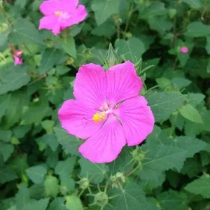 Pavonia Live Plant – Rock Rose Mallow – 1 Gallon Container – Outdoor Shrub - Image 1
