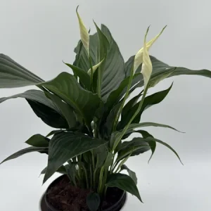 Peace Lily Spathiphyllum Live Plant – 6 inch Nursery Pot – Indoor Air Purifying Houseplant - Image 2