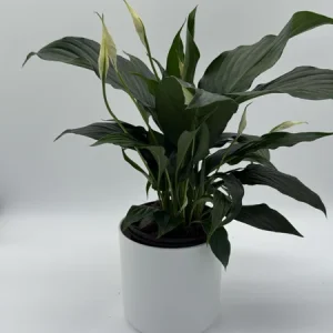 Peace Lily Spathiphyllum Live Plant – 6 inch Nursery Pot – Indoor Air Purifying Houseplant - Image 3