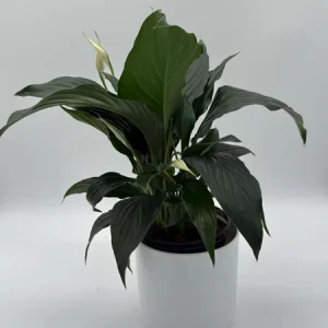 Peace Lily Spathiphyllum Live Plant – 6 inch Nursery Pot – Indoor Air Purifying Houseplant - Image 4