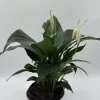 Peace Lily Spathiphyllum Live Plant – 6 inch Nursery Pot – Indoor Air Purifying Houseplant - Image 1