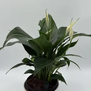 Peace Lily Spathiphyllum Live Plant – 6 inch Nursery Pot – Indoor Air Purifying Houseplant - Image 1