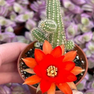Peanut Cactus Live Plant – Echinopsis Chamaecereus Succulent – Chamaecereus Silvestrii – Indoor/Outdoor - Image 2