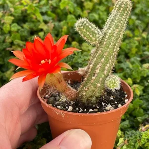 Peanut Cactus Live Plant – Echinopsis Chamaecereus Succulent – Chamaecereus Silvestrii – Indoor/Outdoor - Image 3
