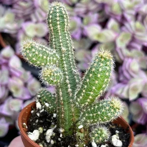 Peanut Cactus Live Plant – Echinopsis Chamaecereus Succulent – Chamaecereus Silvestrii – Indoor/Outdoor - Image 4