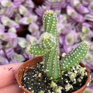 Peanut Cactus Live Plant – Echinopsis Chamaecereus Succulent – Chamaecereus Silvestrii – Indoor/Outdoor - Image 5