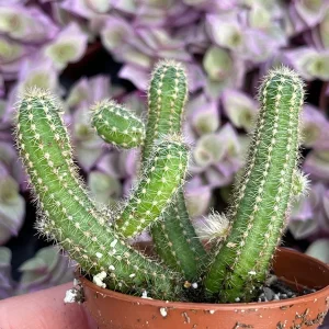 Peanut Cactus Live Plant – Echinopsis Chamaecereus Succulent – Chamaecereus Silvestrii – Indoor/Outdoor - Image 6