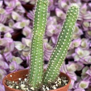 Peanut Cactus Live Plant – Echinopsis Chamaecereus Succulent – Chamaecereus Silvestrii – Indoor/Outdoor - Image 7