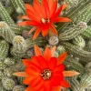 Peanut Cactus Live Plant – Echinopsis Chamaecereus Succulent – Chamaecereus Silvestrii – Indoor/Outdoor - Image 1