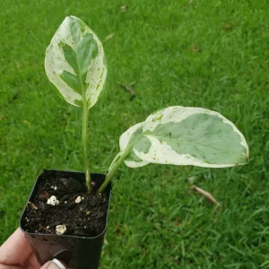 Pearls and Jade Pothos Live Plant – Green & Cream Heart Leaf Epipremnum – Indoor Vine - Image 2