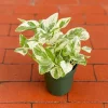 Pearls and Jade Pothos Live Plant – Green & Cream Heart Leaf Epipremnum – Indoor Vine - Image 1