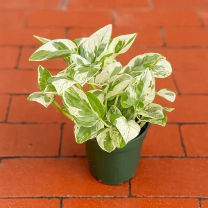 Pearls and Jade Pothos Live Plant – Green & Cream Heart Leaf Epipremnum – Indoor Vine - Image 1