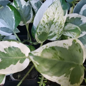 Pearls and Jade Pothos Live Plant – Green & Cream Heart Leaf Epipremnum – Indoor Vine - Image 3