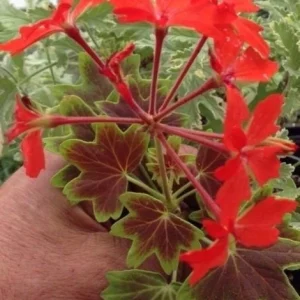 Pelargonium Vancouver Centennial Geranium Live Plant – Unique Foliage – Outdoor/Indoor - Image 2