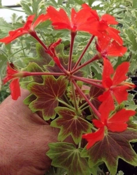 Pelargonium Vancouver Centennial Geranium Live Plant – Unique Foliage – Outdoor/Indoor - Image 2