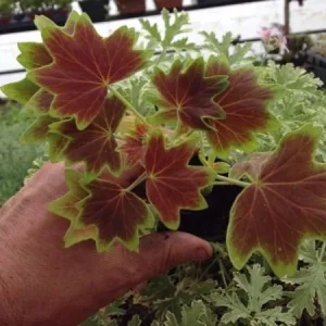Pelargonium Vancouver Centennial Geranium Live Plant – Unique Foliage – Outdoor/Indoor - Image 1