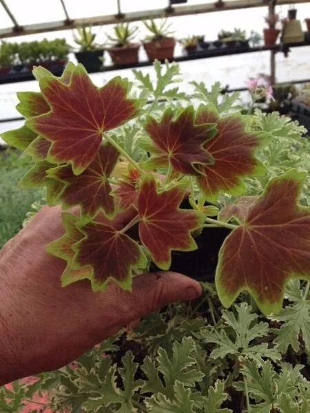 Pelargonium Vancouver Centennial Geranium Live Plant – Unique Foliage – Outdoor/Indoor - Image 1