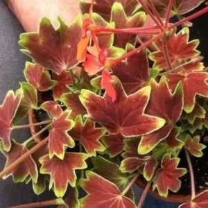 Pelargonium Vancouver Centennial Geranium Live Plant – Unique Foliage – Outdoor/Indoor - Image 3