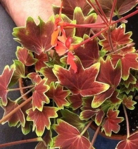 Pelargonium Vancouver Centennial Geranium Live Plant – Unique Foliage – Outdoor/Indoor - Image 3