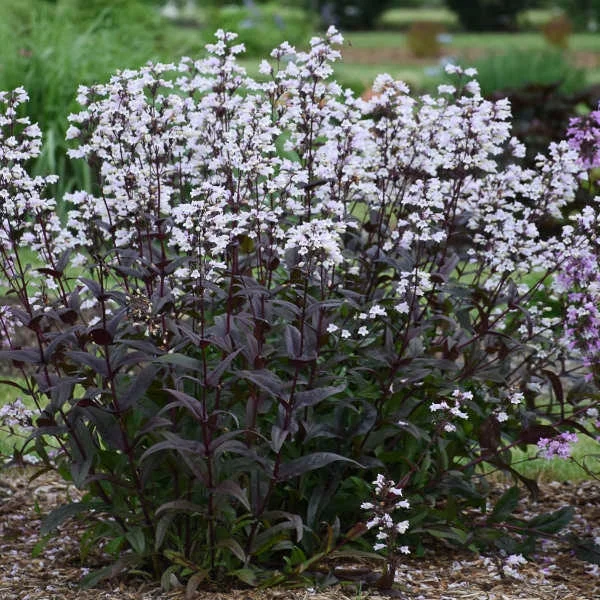 Penstemon 'Onyx and Pearl' Live Plant - Bearded Tongue Perennial Flower - Image 2
