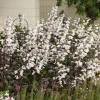 Penstemon 'Onyx and Pearl' Live Plant - Bearded Tongue Perennial Flower - Image 1