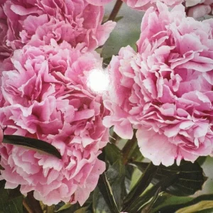 Peony Sarah Bernhardt Live Flower Plant Bulb Bare Root Bush - Double Pink - Image 2