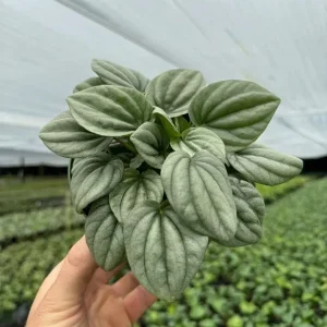 Peperomia Frost Live Plant – Tropical Houseplant – 4 Inch Pot – Indoor - Image 2