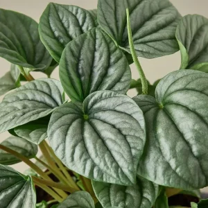 Peperomia Frost Live Plant – Tropical Houseplant – 4 Inch Pot – Indoor - Image 3