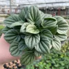 Peperomia Frost Live Plant – Tropical Houseplant – 4 Inch Pot – Indoor - Image 1