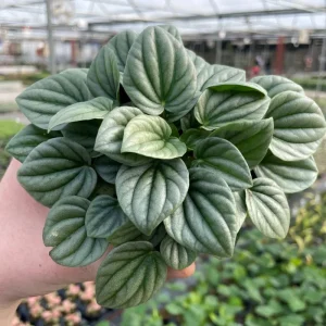Peperomia Frost Live Plant – Tropical Houseplant – 4 Inch Pot – Indoor - Image 1