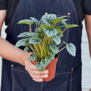 Peperomia Frost Live Plant – Tropical Houseplant – 4 Inch Pot – Indoor - Image 4